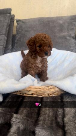 Image 7 of Cockapoo puppies for sale