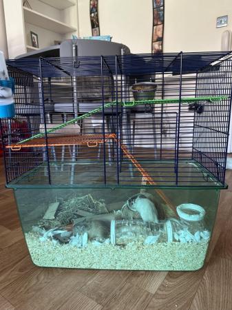 Image 6 of Girl Gerbils 3 months old come as a pair