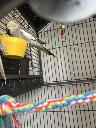 Image 4 of Female , male cockatiels