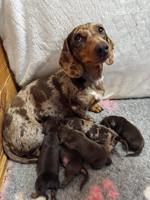 Preview of the first image of Miniature Dachshund Puppies.