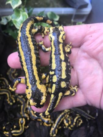 Image 7 of Fire salamanders lovely looking