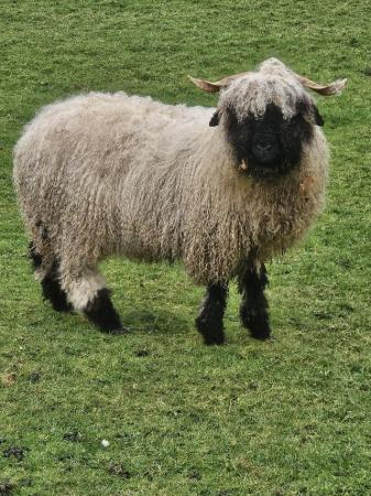 Image 1 of Various age valais blacknose sheep