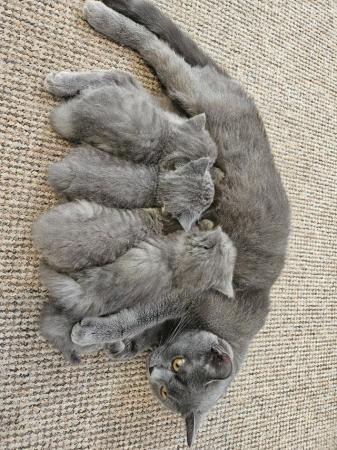 Image 4 of 5 Persian Kittens for sale