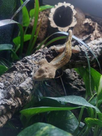 Image 4 of Healthy Crested Gecko in Need of a Forever Home
