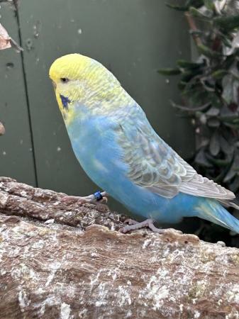 Image 5 of Rainbow budgies hens and cocks available