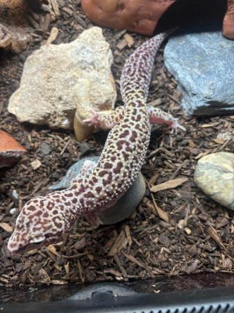 Image 4 of Leopard gecko with full set up