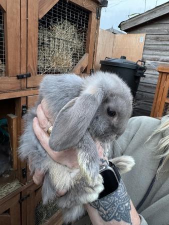 Image 1 of 3 months old mini lop bunnies
