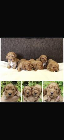 Image 6 of FTCH sired red cocker spaniel puppies