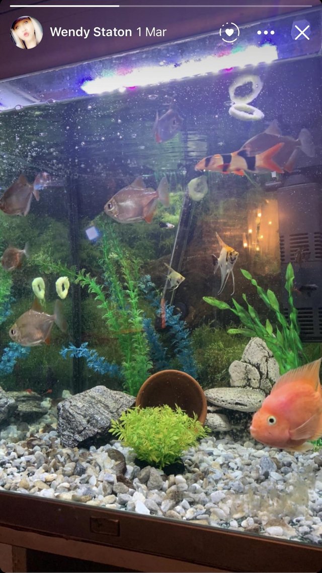 Preview of the first image of Oscar fish silver dollars Severums wanted.