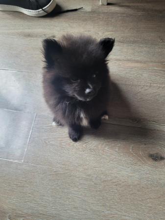 Image 11 of Pomeranian puppies ready now