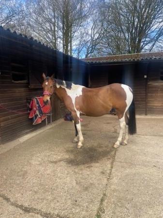 Image 5 of Ex Polo Pony to Share in Effingham - experienced rider