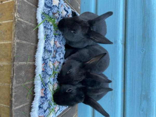 Image 4 of 8 Week Old Rex Rabbits For Sale