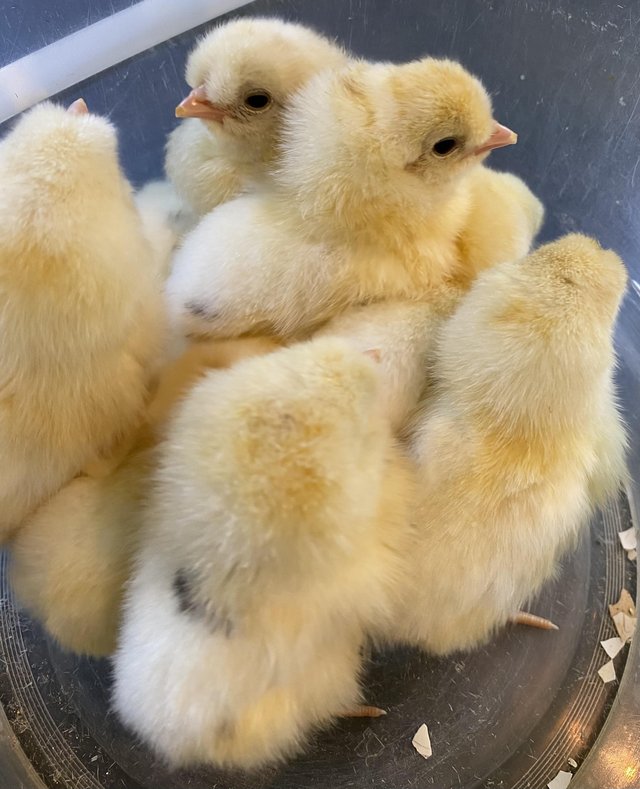 Preview of the first image of Legcana F1 blue egg laying chicks.