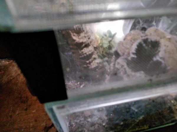 Image 2 of Mixed arboreal  tarantulas