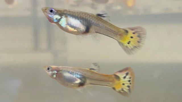 Image 3 of Bristlenose Catfish, Guppies & fry