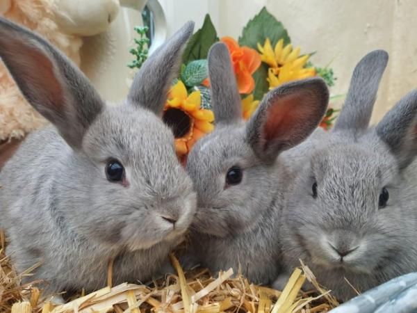 Image 2 of 2 boys and 2 girls, beautiful home bred bunnies