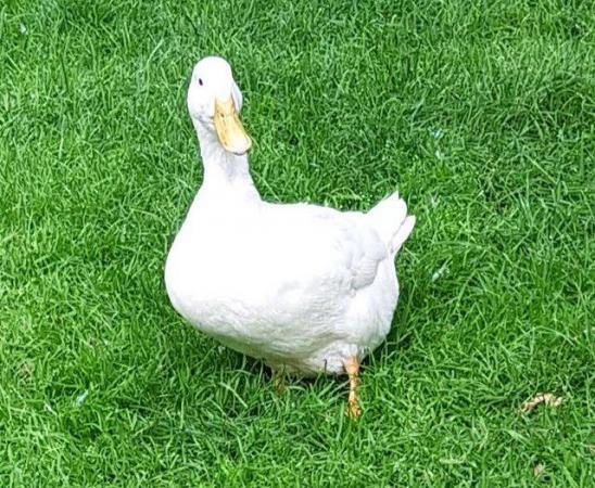Image 1 of Rehoming Ducks and Chickens Excellent home