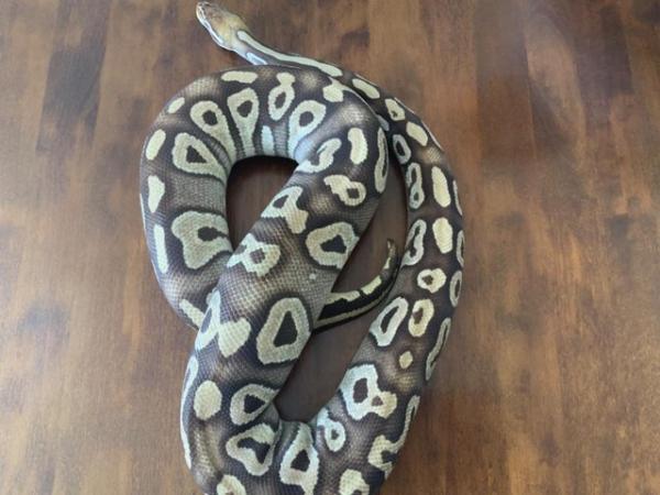 Image 5 of Royal / Ball python ‘pastave’ (female)