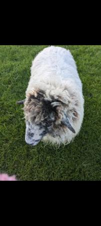 Image 2 of Herdwick x Swiss Valais Blacknose Wether