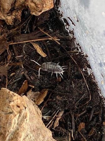Image 1 of Multiple species of isopods for sale