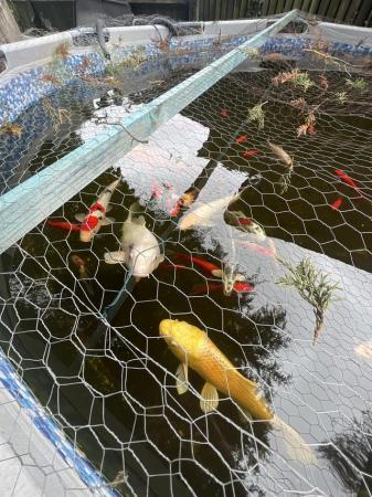 Image 2 of Koi carp fish for sale some over 30cm long