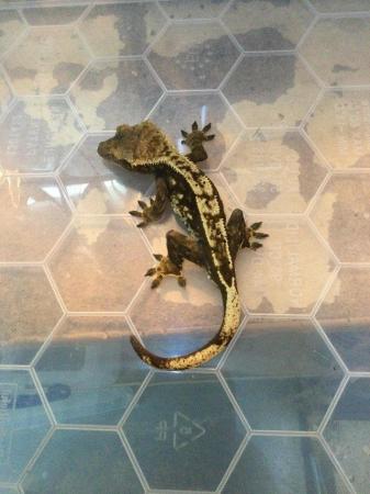 Image 4 of Harlequin Dalmatian crested gecko £80 Each