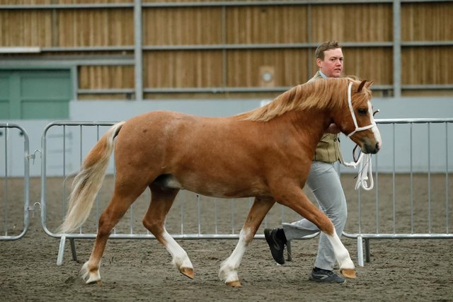 Image 2 of 3yr old Welsh A Gelding