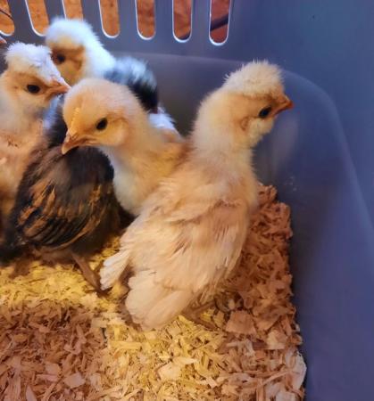 Image 2 of Pure bred Poland and Pekin unsexed chicks