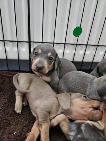 Image 10 of Miniature Dachshund Puppies