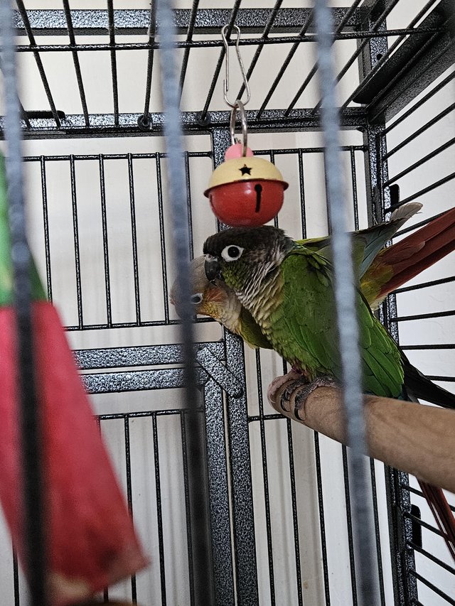 Preview of the first image of 1X pineapple parrot 1X green-cheek parrot.