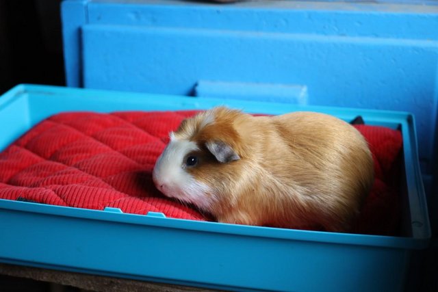 Image 2 of Peruvian long haired Boars and Satin Crested Boar Guinea Pig