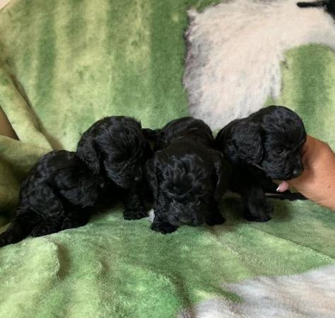 Image 3 of Cockapoo f1 puppies 1 boy and 7 girls