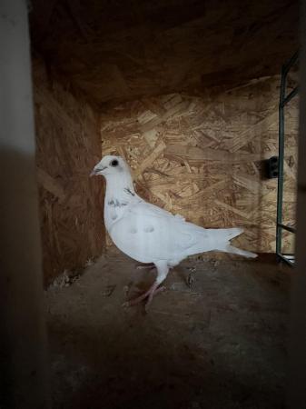 Image 2 of White pigeons females…………………..