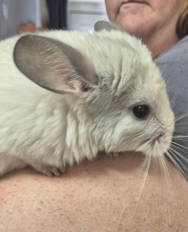 Male chinchillas available — photo 4 of 4