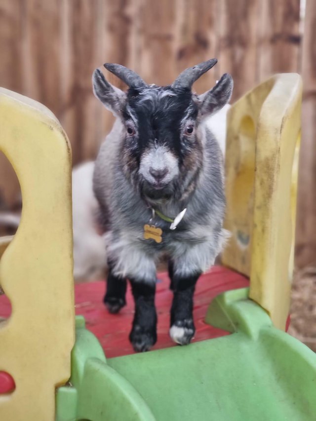 Preview of the first image of Pigmy goat Billy 1 year old.