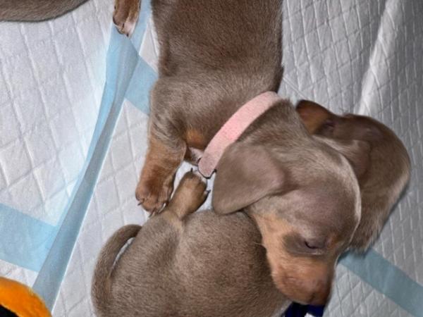 Image 13 of Minature dachshund puppy’s