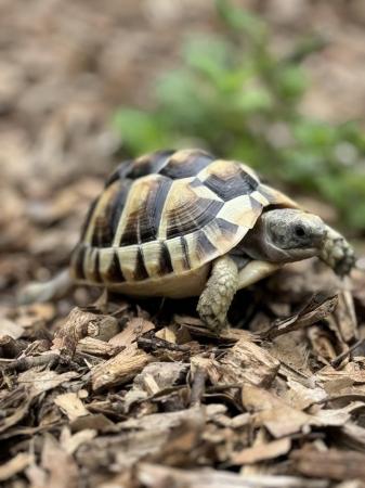 Image 2 of UK Captive Bred Baby Tortoise for sale