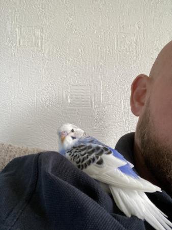 Image 2 of hand reared baby budgie