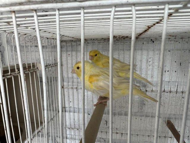 Preview of the first image of Isabel canary unrelated pair 2023  year birds.