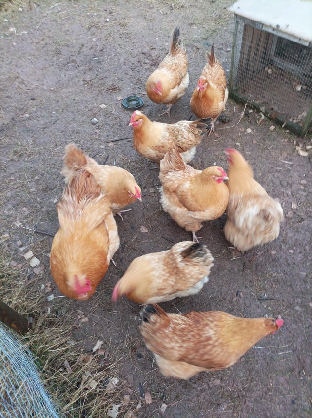 Preview of the first image of Point of lay Chickens for sale.