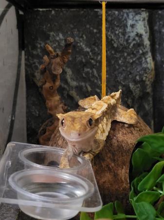 Image 5 of CB20 Female tricolour harlequin crested gecko