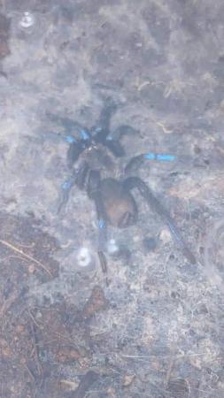 Image 4 of Adult female tarantulas for home