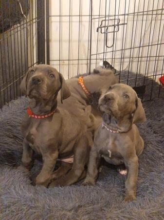 Image 14 of Adorable KC Blue Great Dane puppies READY NOW!!