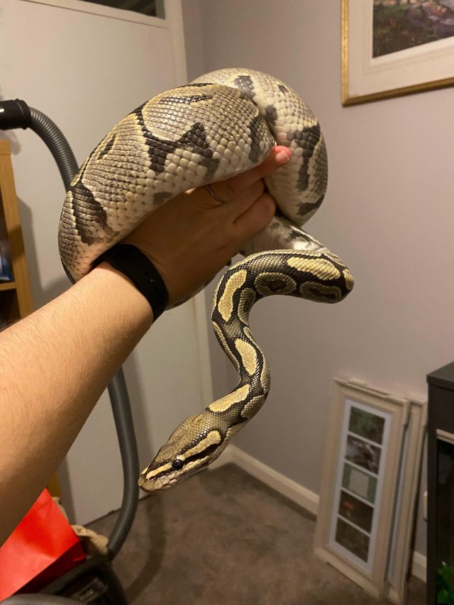 Preview of the first image of Royal Python - adult female.