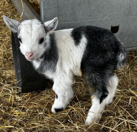 Image 3 of Adorable pygmy goat wethers