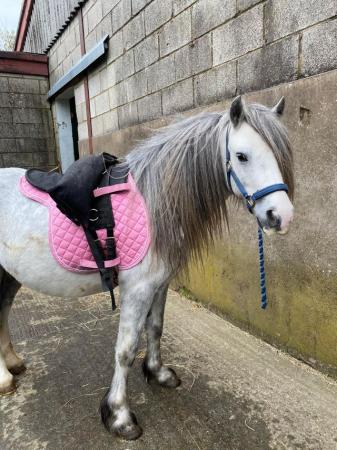 Image 29 of Easy 11hh Gelding - Companion, Lead Rein Project or Pet 41/2