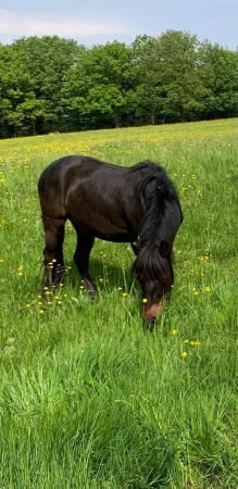 Image 2 of 2 year old Dartmoor hill pony mare