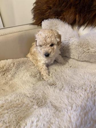 Image 6 of **Ready now **Beautiful apricot mini toy poodles