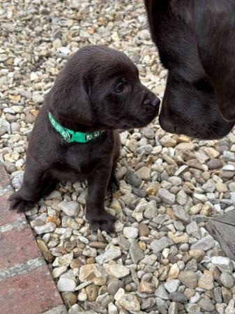Image 26 of *SOLD*KC Registered Chocolate Labrador Retriever puppies