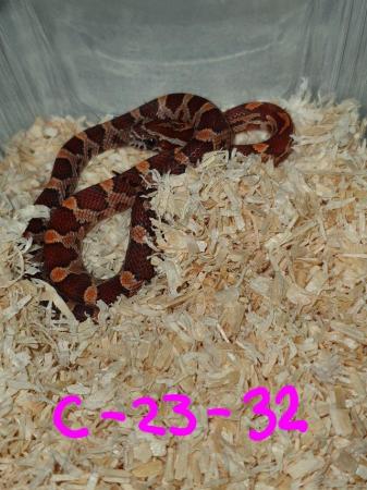 Image 1 of Corn Snake Babies, Only Normals Left ready Now Only 1 Left